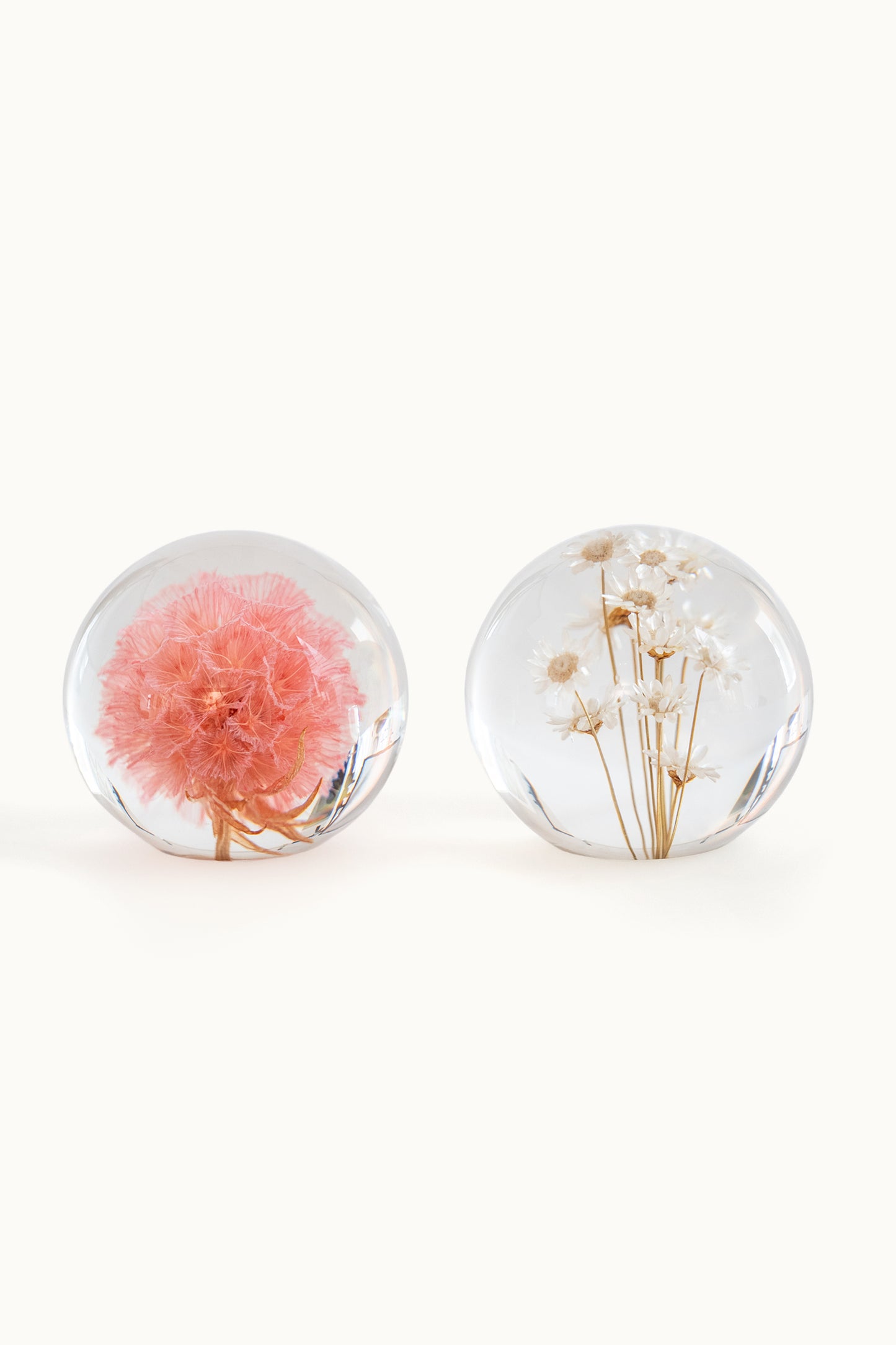 Flower Ball | Pristimera Cambodiana Pink vom KONVOLUT
