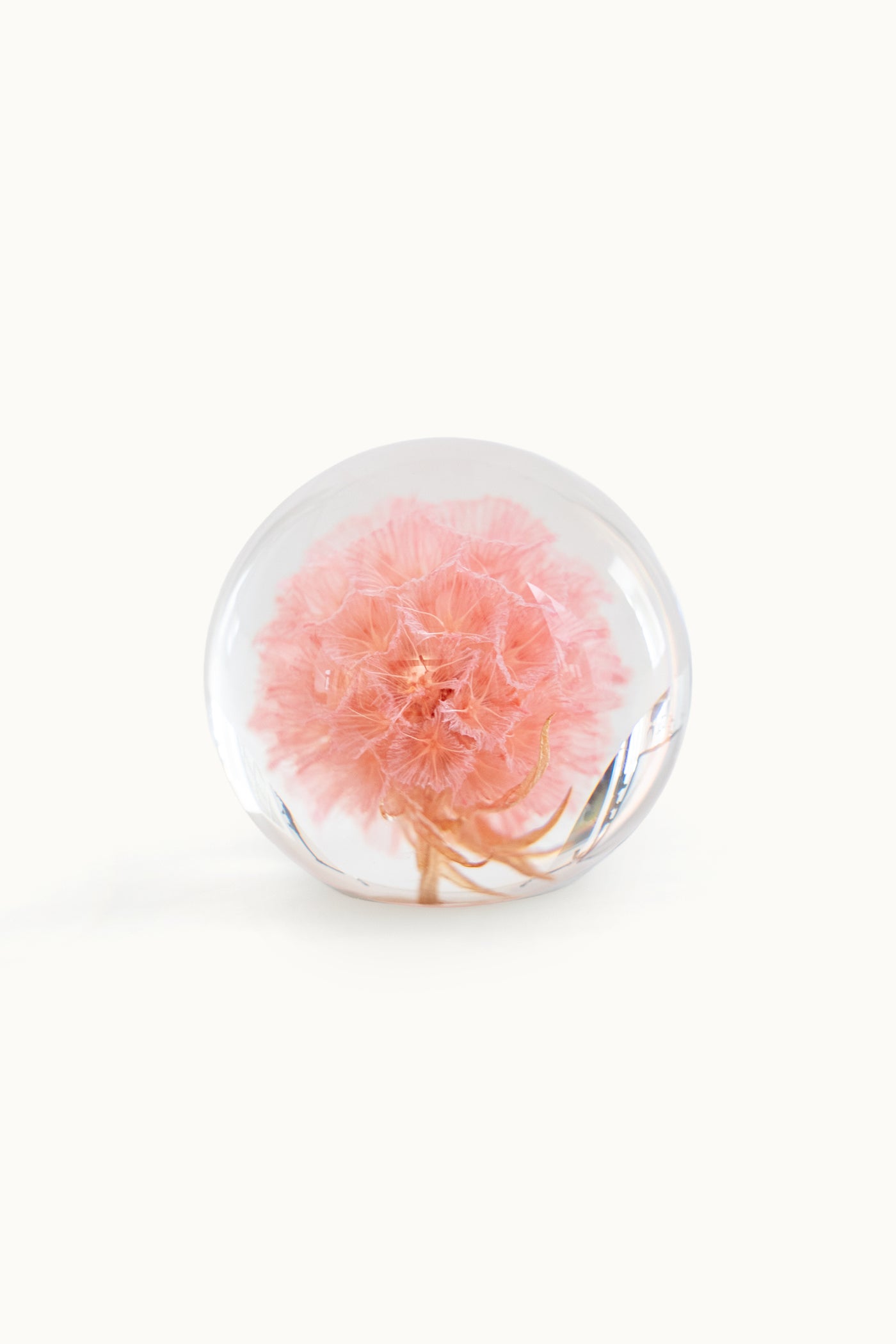 Flower Ball | Pristimera Cambodiana Pink vom KONVOLUT