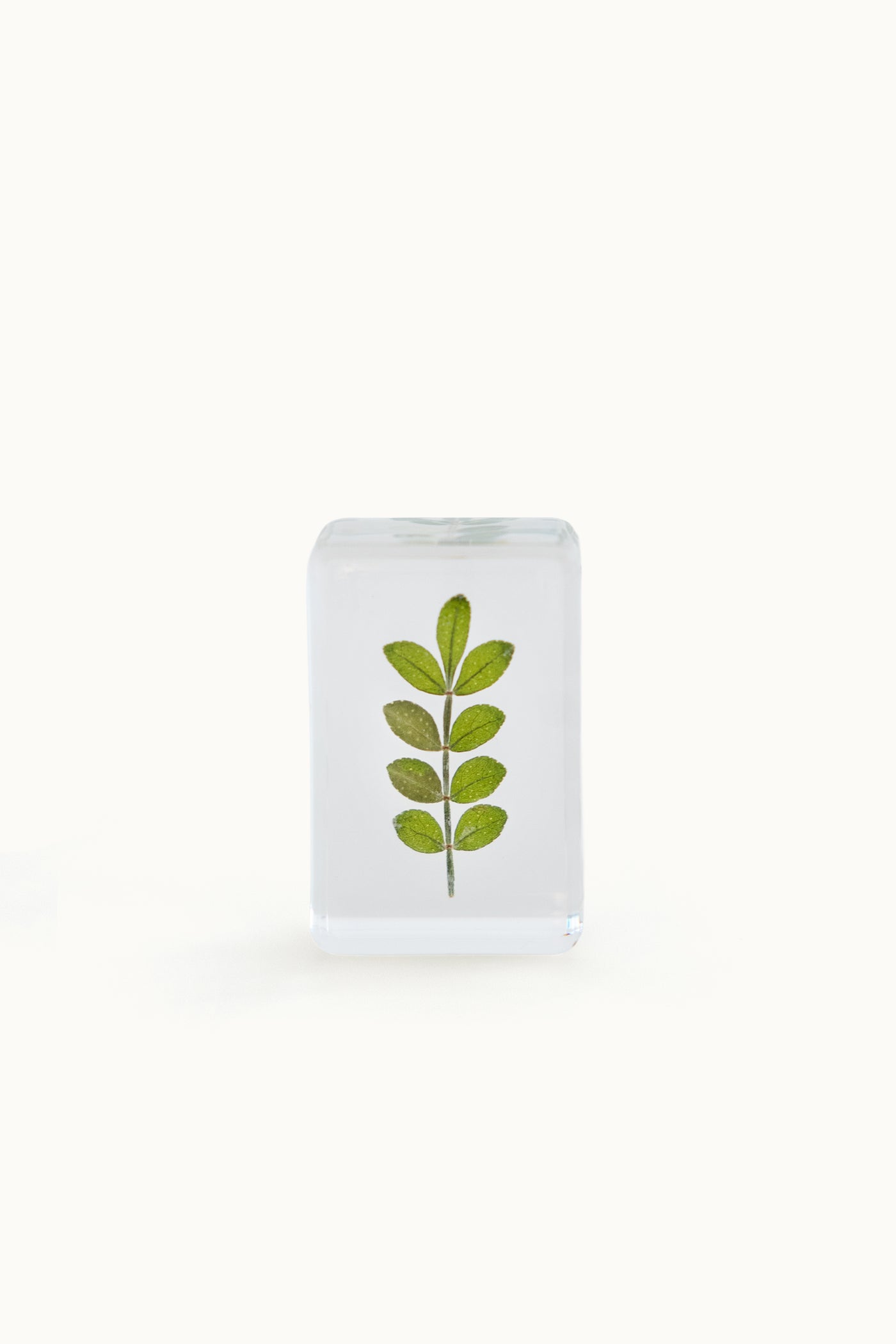 Flower Cube Small | Cymbopogon Citratus vom KONVOLUT