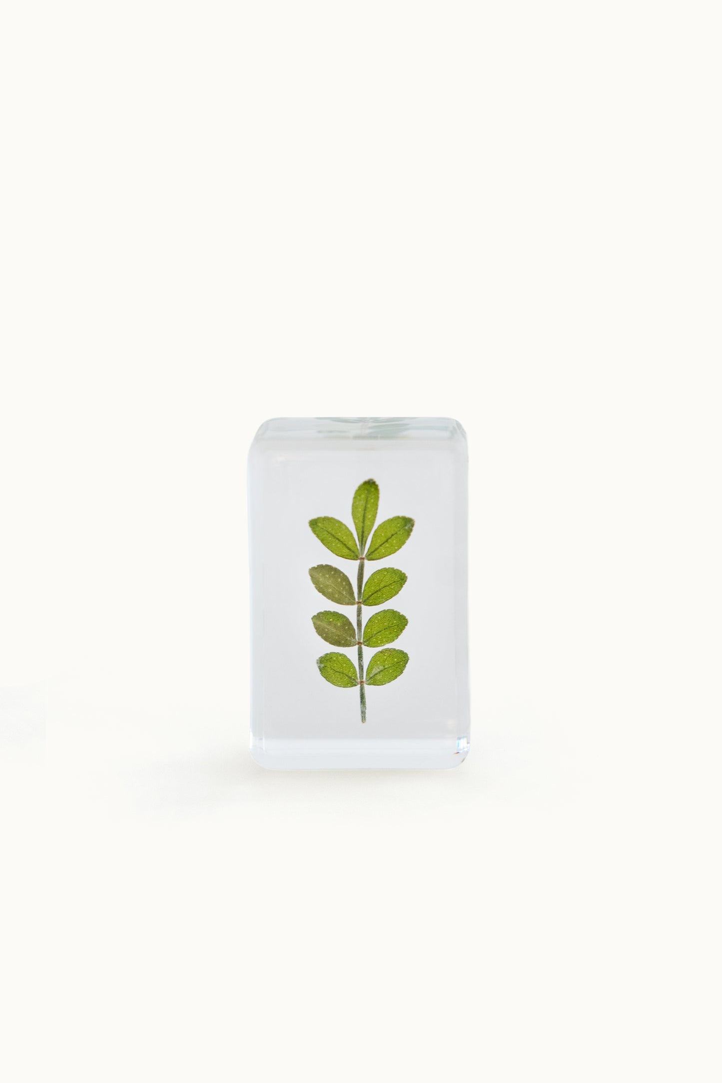 Flower Cube Small | Cymbopogon Citratus vom KONVOLUT