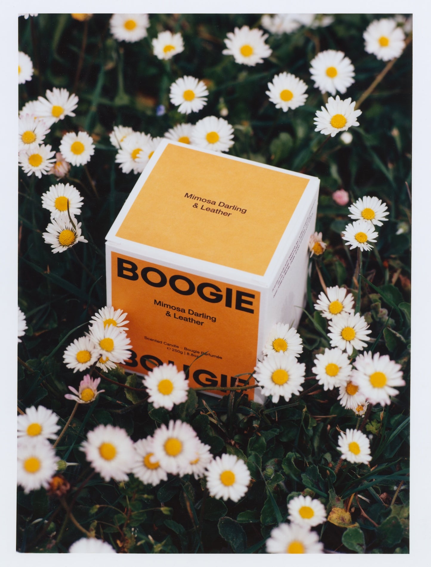 Duftkerze | Mimosa Darling & Leather von Boogie Bougie